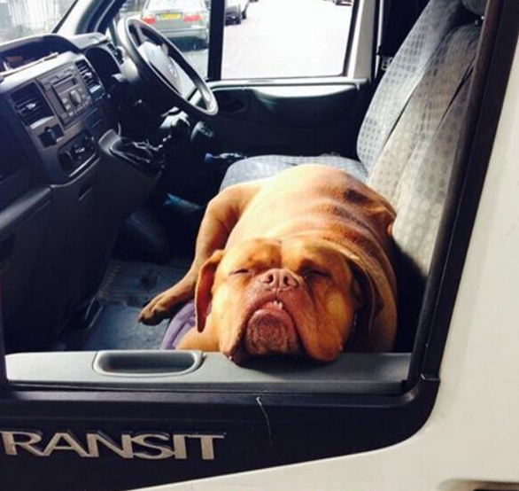 Da raça Mastiff Francês, Roxy acompanha seu dono no trabalho como passageiro de uma van branca. Sua pose enquanto roda a cidade o tornou famoso e as pessoas param para registrar quando o encontram.