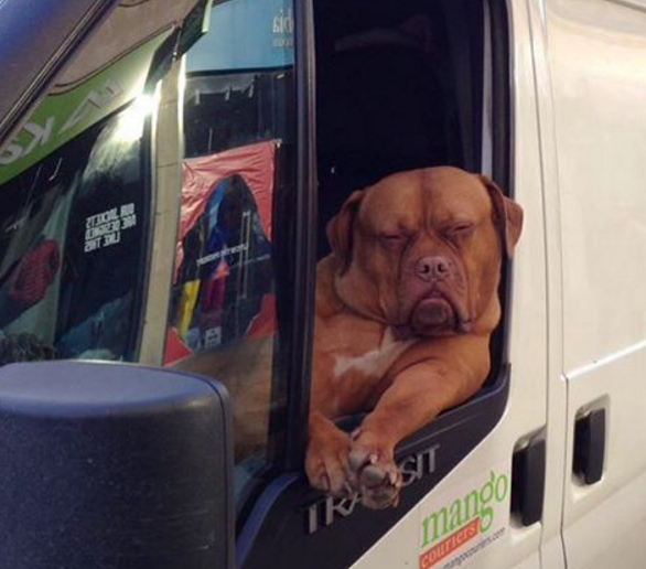 Da raça Mastiff Francês, Roxy acompanha seu dono no trabalho como passageiro de uma van branca. Sua pose enquanto roda a cidade o tornou famoso e as pessoas param para registrar quando o encontram.