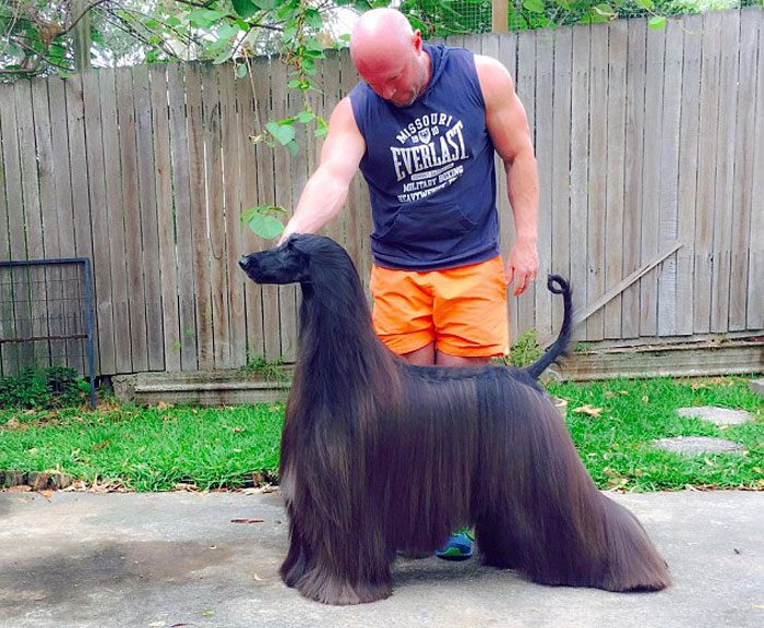 A fêmea Tea, da raça Afghan Hound, teve uma foto sua compartilhada um milhão de vezes e a internet já decretou que ela é o pet mais bonito do mundo!