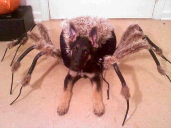 Cão aranha