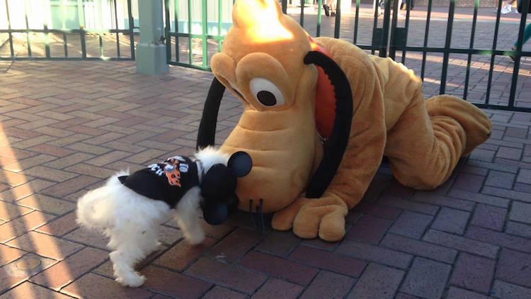 Cachorros na Disneylândia