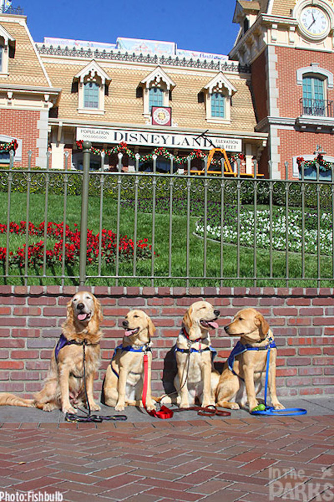 Cachorros na Disneylândia