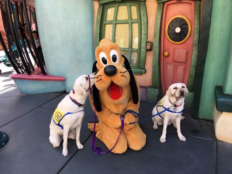 Cachorros na Disneylândia