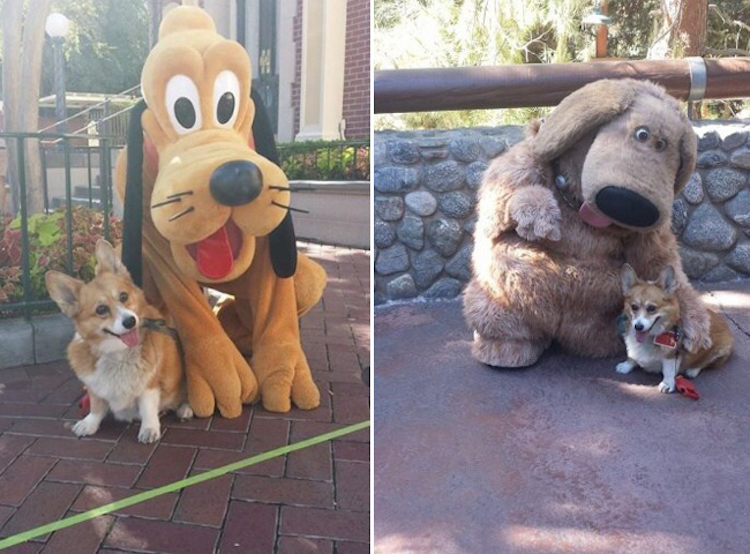 Cachorros na Disneylândia