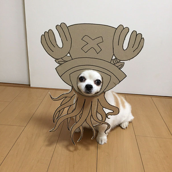 Esse bichinho fofo prova que nem todo cosplay precisa de muito investimento financeiro. É só contar com um focinho simpático!