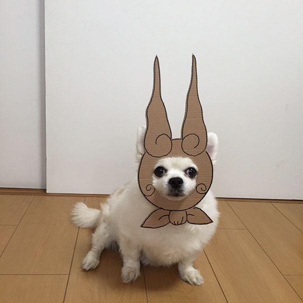 Esse bichinho fofo prova que nem todo cosplay precisa de muito investimento financeiro. É só contar com um focinho simpático!