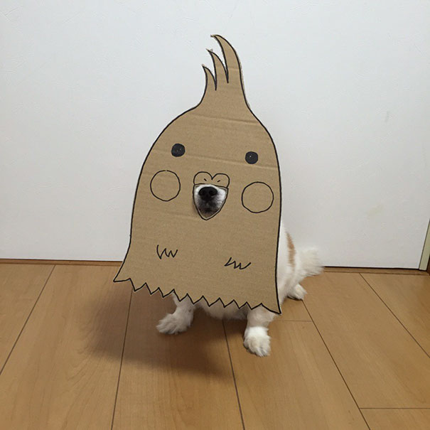 Esse bichinho fofo prova que nem todo cosplay precisa de muito investimento financeiro. É só contar com um focinho simpático!