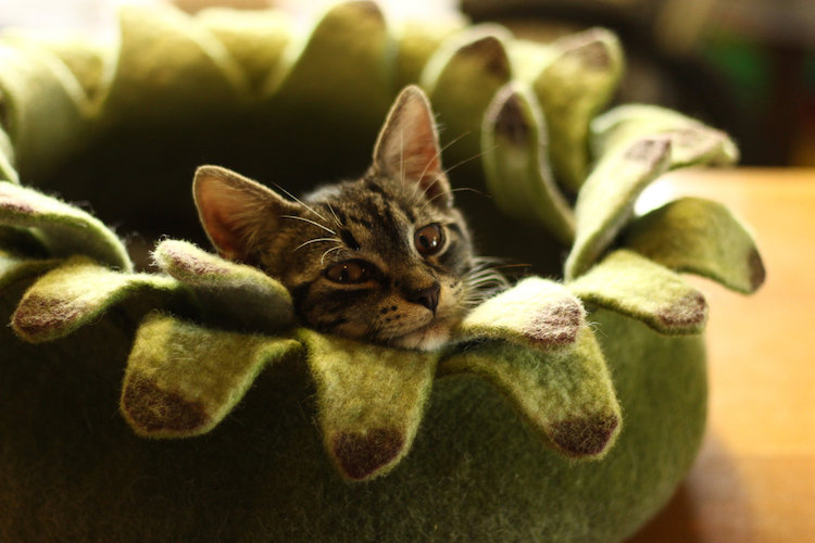 'Toca' perfeita para gatos tirarem um cochilo