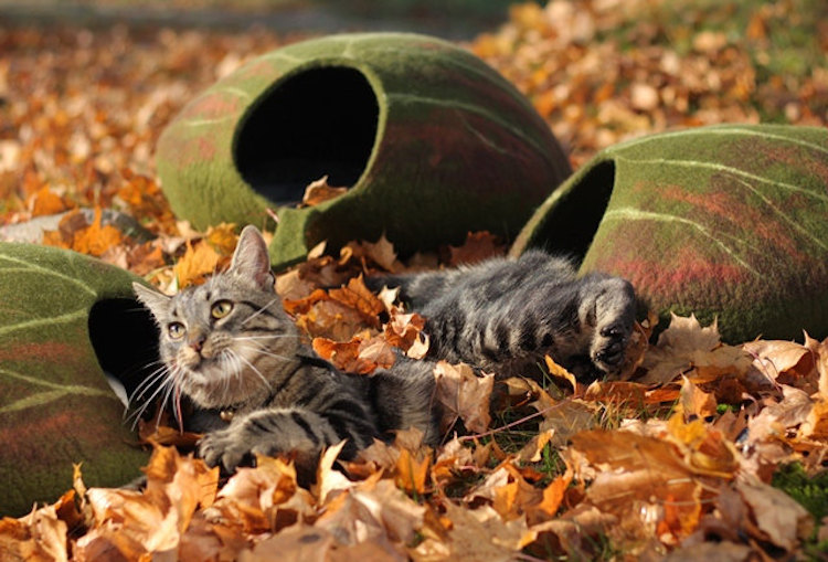 'Toca' perfeita para gatos tirarem um cochilo