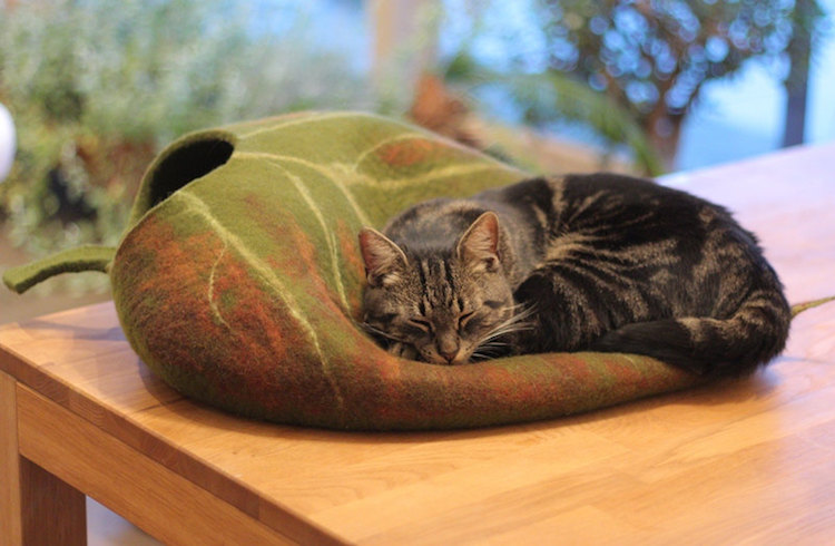 'Toca' perfeita para gatos tirarem um cochilo