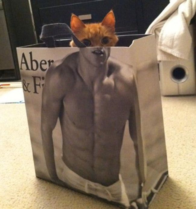 Gato sarado
