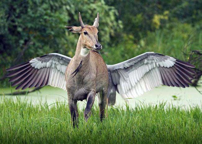 Tá vendo! Sempre disse que existe cavalo alado