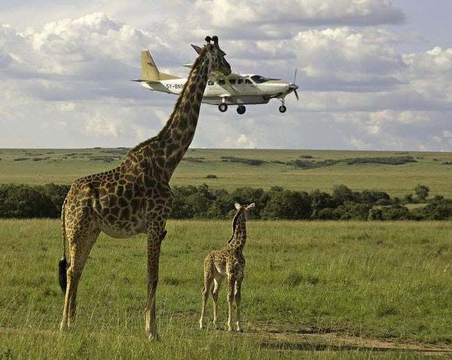 Esta girafa 'pegou o avião na unha'