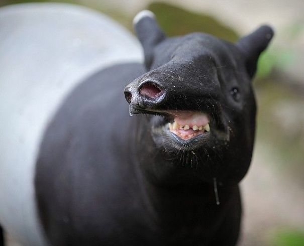 Bichos nada fotogênicos