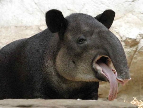 Bichos nada fotogênicos