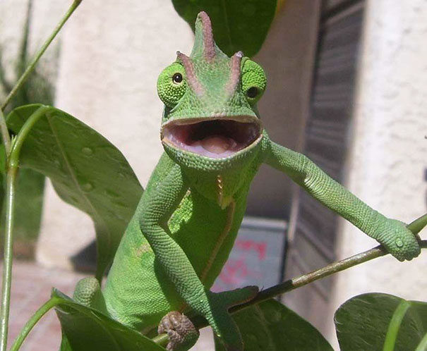 Bichos nada fotogênicos