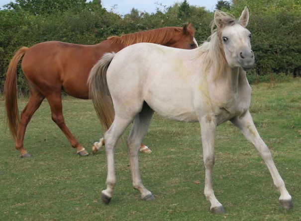 Bichos nada fotogênicos