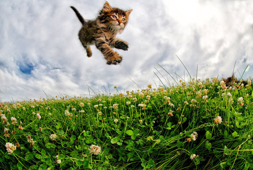 O fotógrafo Seth Casteel registrou imagens de gatos voando, pulando e correndo em sua série 'Pounce'