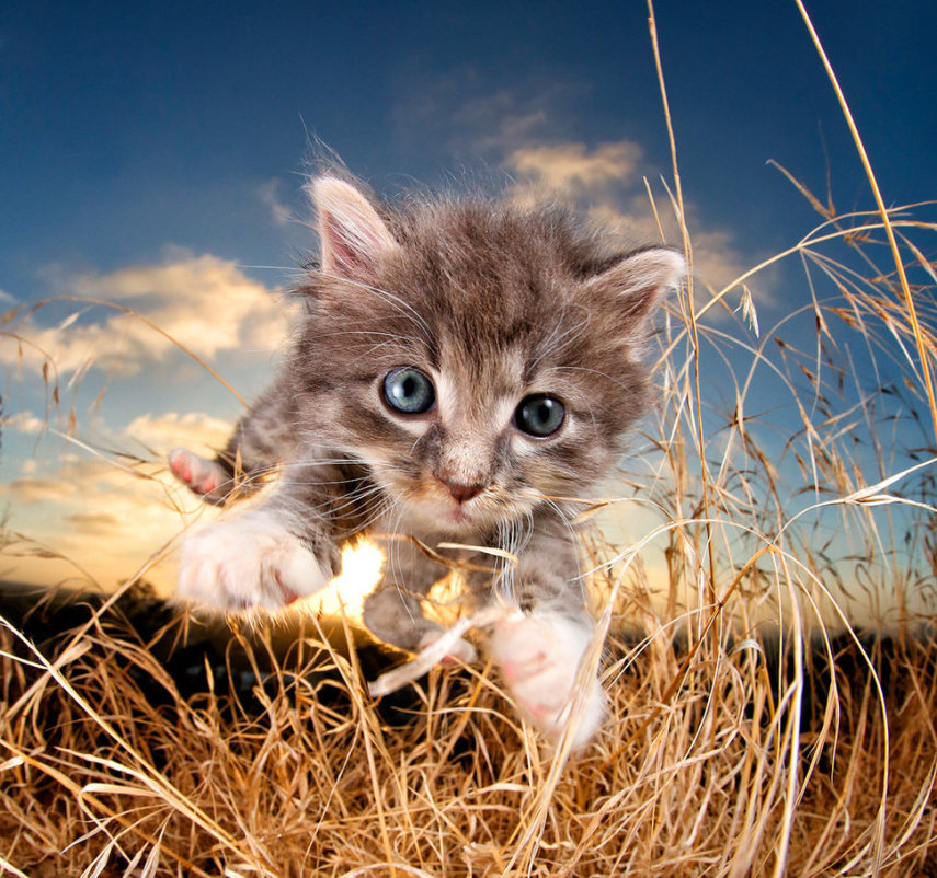 O fotógrafo Seth Casteel registrou imagens de gatos voando, pulando e correndo em sua série 'Pounce'