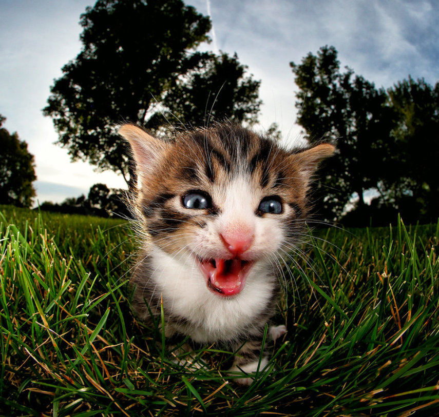 O fotógrafo Seth Casteel registrou imagens de gatos voando, pulando e correndo em sua série 'Pounce'