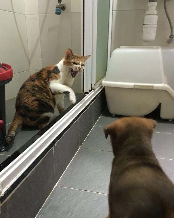 Bichos nada fotogênicos