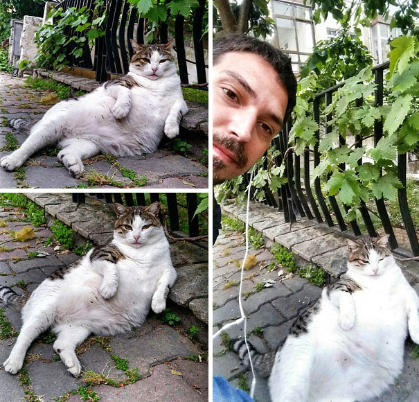 Gato de Istambul imortalizado em estátua