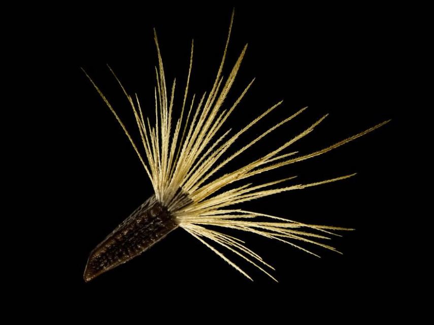 Nikon Small World