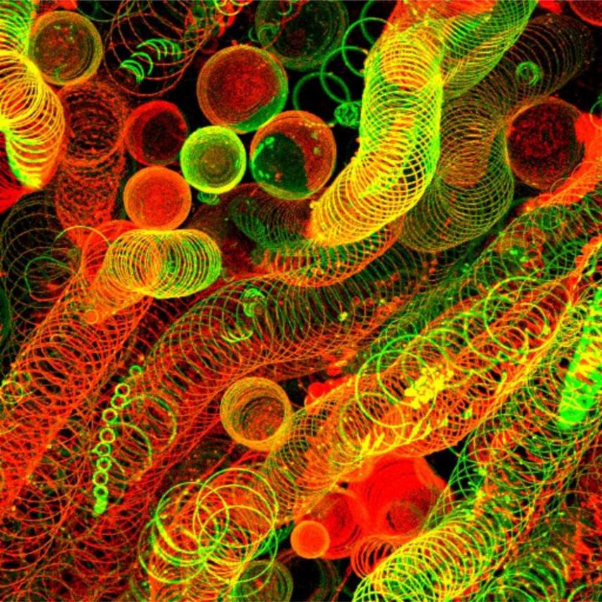 Nikon Small World