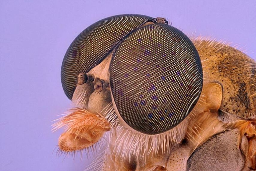 Nikon Small World