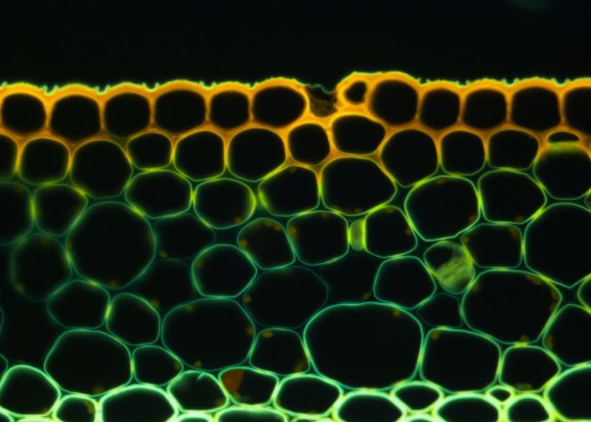 Nikon Small World