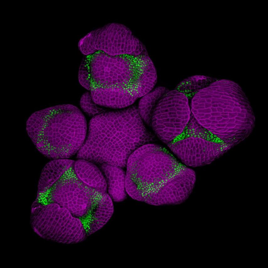 Nikon Small World