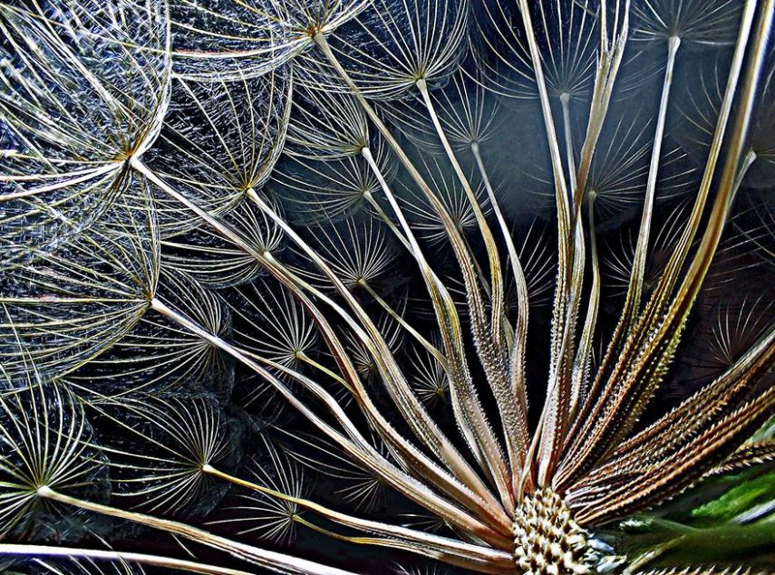 Nikon Small World