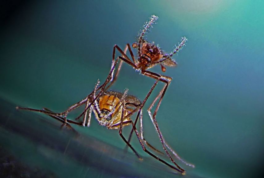 Nikon Small World