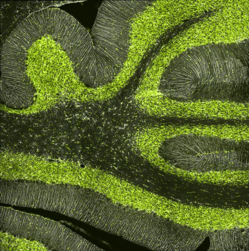 Nikon Small World