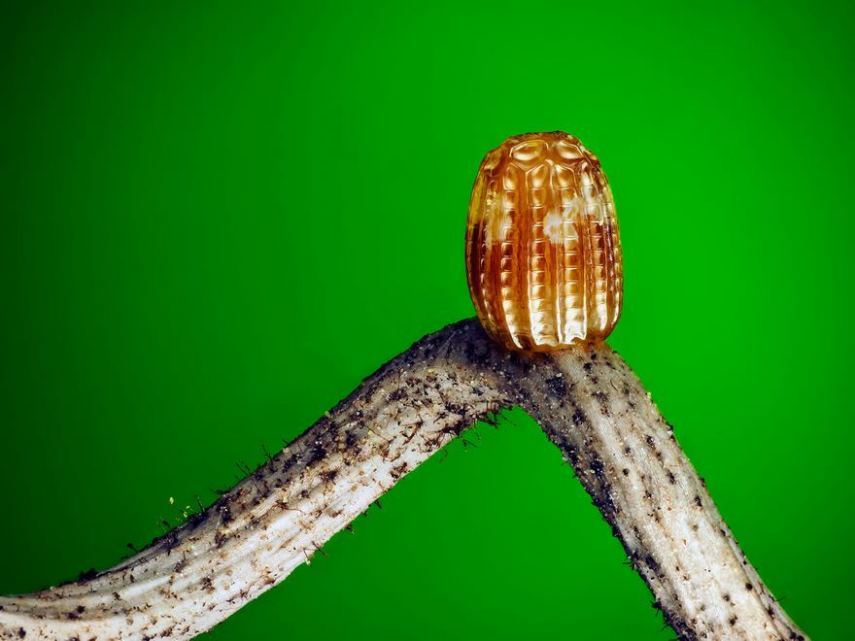 Nikon Small World