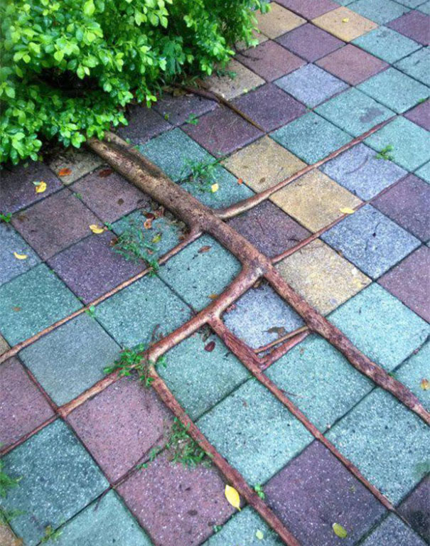 Imagem harmônicas ou simétricas vão agradam até perfeccionistas