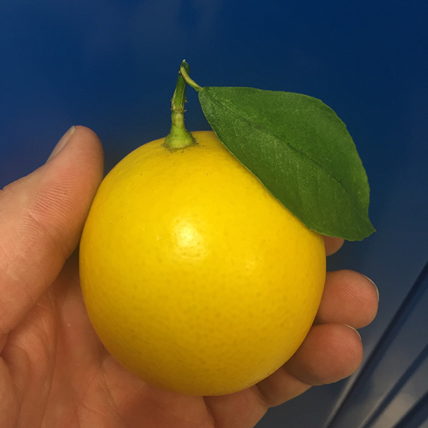 Imagem harmônicas ou simétricas vão agradam até perfeccionistas