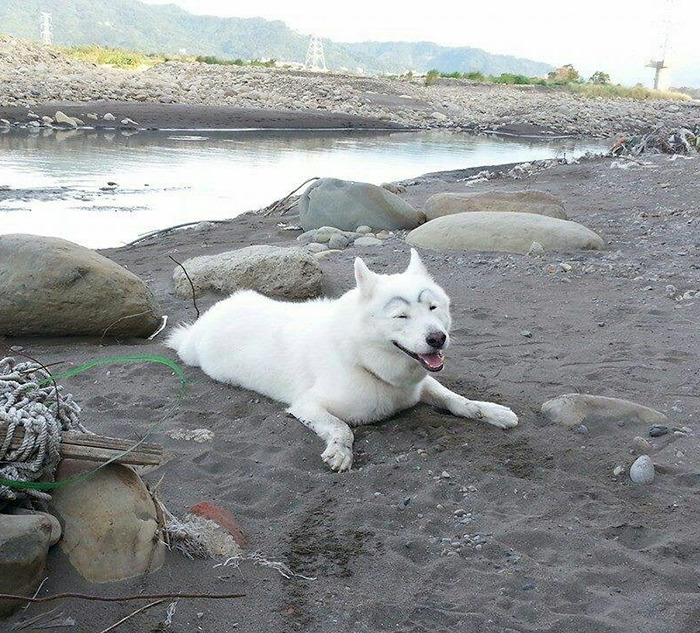 Os donos destes cachorros têm um senso de humor afiado e decidiram desenhar sobrancelhas nestes pets. O resultado é fofo e divertido!