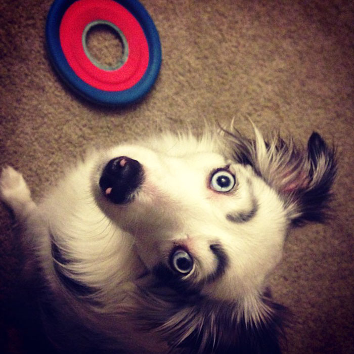 Os donos destes cachorros têm um senso de humor afiado e decidiram desenhar sobrancelhas nestes pets. O resultado é fofo e divertido!