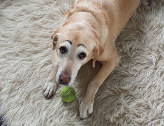 Os donos destes cachorros têm um senso de humor afiado e decidiram desenhar sobrancelhas nestes pets. O resultado é fofo e divertido!