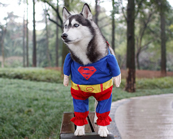 Super cão