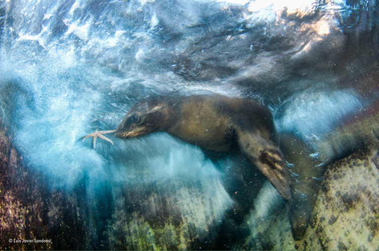 Wildlife Photographer of the Year