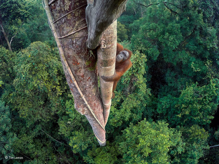 Wildlife Photographer of the Year