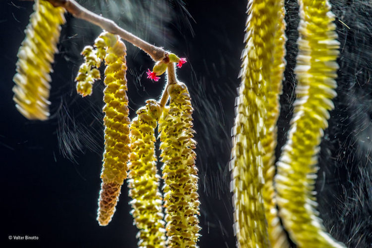 Wildlife Photographer of the Year