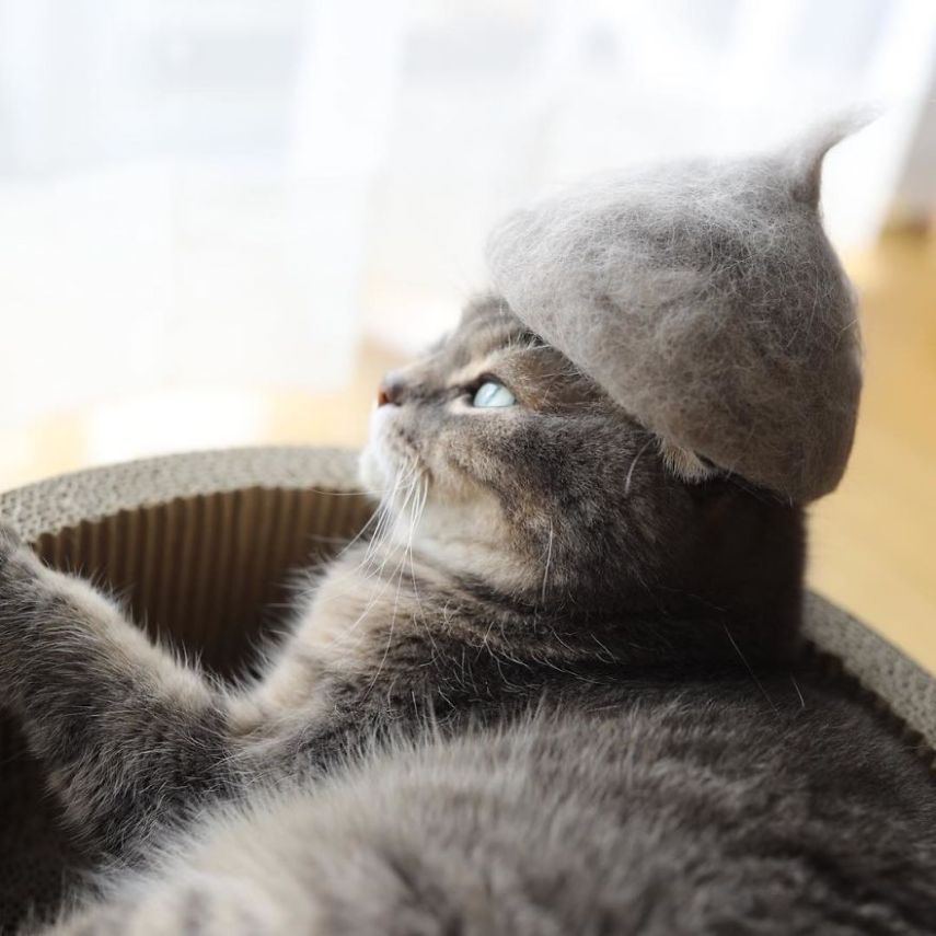 Fotógrafo faz chapéus para gatos feitos com pelos dos próprios felinos