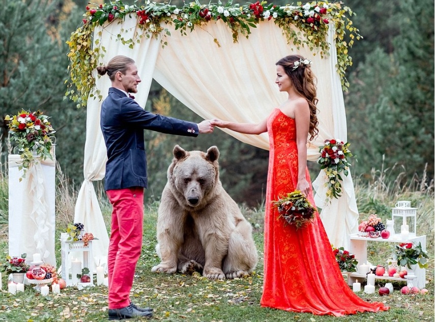 Esse é Stepan, o urso pardo que realizou o sonho de casamento de Denis e Nelya, um casal de Moscou