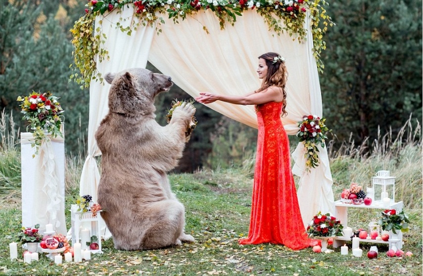 Esse é Stepan, o urso pardo que realizou o sonho de casamento de Denis e Nelya, um casal de Moscou