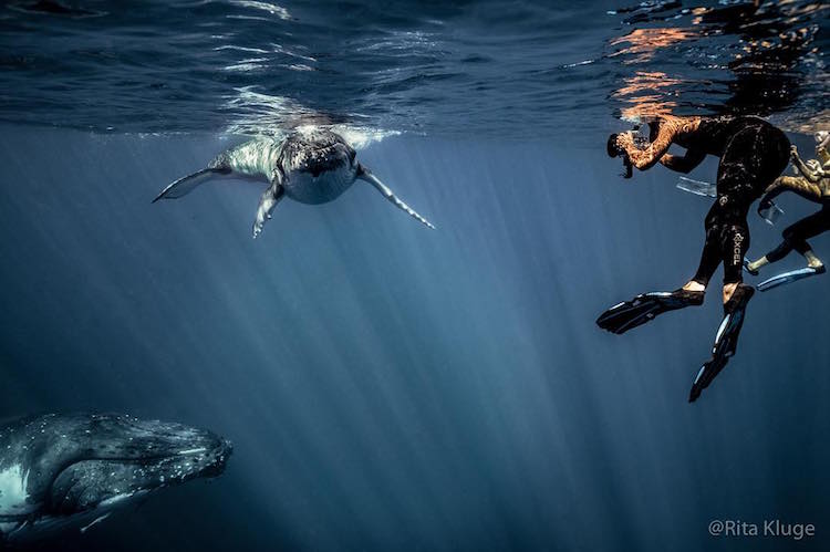 Rita Kluge mergulhou com estes gigantes marinhos para registrar a conexão entre mães e seus filhotes