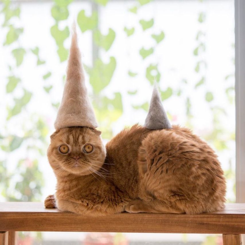 Fotógrafo faz chapéus para gatos feitos com pelos dos próprios felinos