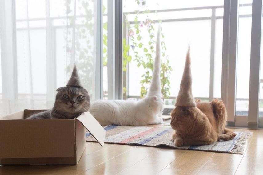 Fotógrafo faz chapéus para gatos feitos com pelos dos próprios felinos